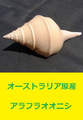 アラフラオオニシ